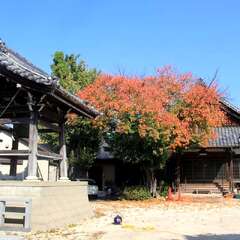 専琳寺 鐘楼と本堂(投稿日:2025年11月18日) 写真