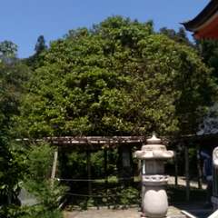 投稿日:2017年5月23日 写真