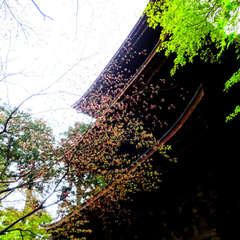 投稿日:2021年4月18日 写真