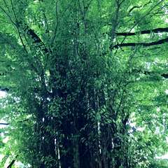 投稿日:2017年9月17日 写真