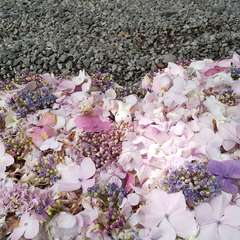 投稿日:2023年6月24日 写真