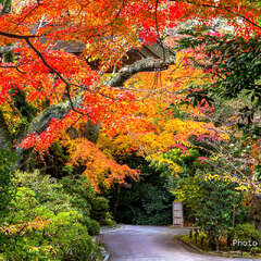 石清水八幡宮(投稿日:2025年12月11日) 写真