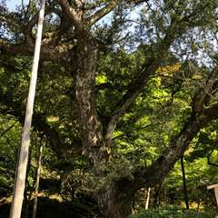 投稿日:2017年5月7日 写真