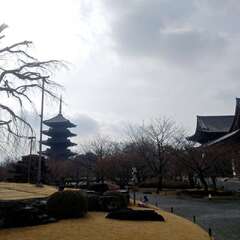 東寺(投稿日:2025年2月16日) 写真