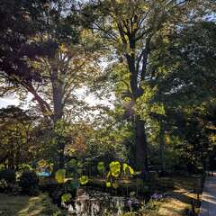 蜂岡山 広隆寺(投稿日:2025年12月11日) 写真