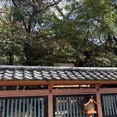 服部住吉神社 本殿(投稿日:2025年12月12日) 写真