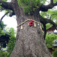 天然記念物の樹齢八百年樹周8mの楠2(投稿日:2019年5月18日) 写真