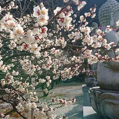 梅と仏様と(投稿日:2020年2月16日) 写真