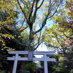 熊野神社鳥居(投稿日:2025年12月6日) 写真