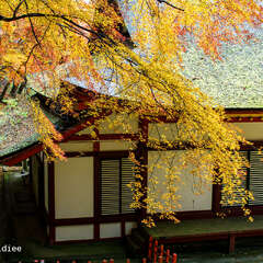 投稿日:2025年2月1日 写真