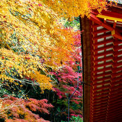 投稿日:2025年2月1日 写真