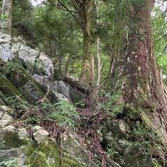 お社後ろの大木(投稿日:2020年7月25日) 写真