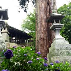 投稿日:2016年6月17日 写真