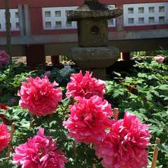 投稿日:2016年6月10日 写真