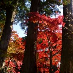 投稿日:2016年11月23日 写真