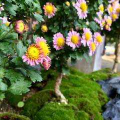 投稿日:2016年12月3日 写真