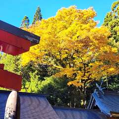 波多神社(投稿日:2025年11月15日) 写真