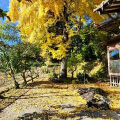 浄円寺(投稿日:2025年11月15日) 写真
