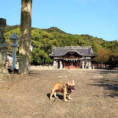 安倉八幡神社(投稿日:2025年2月16日) 写真