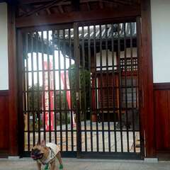 天祥寺(投稿日:2025年8月30日) 写真