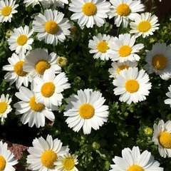 投稿日:2020年3月29日 写真