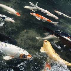 池の鯉(投稿日:2023年10月8日) 写真