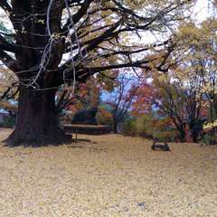 秋の大山寺(投稿日:2016年11月21日) 写真