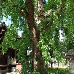 投稿日:2024年7月4日 写真