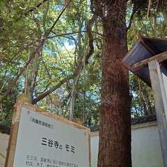 投稿日:2024年7月7日 写真