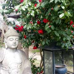 投稿日:2015年3月28日 写真