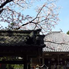 投稿日:2016年4月6日 写真