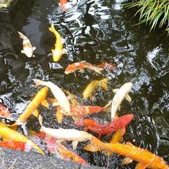 投稿日:2024年7月15日 写真