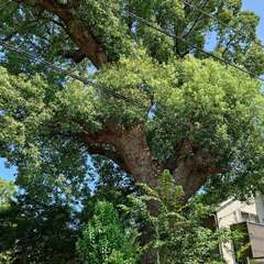 投稿日:2024年8月13日 写真