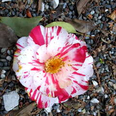 琴平神社(投稿日:2025年7月14日) 写真