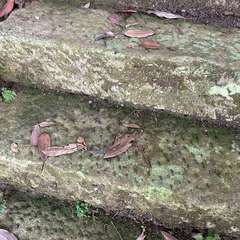 藤神社(投稿日:2023年8月17日) 写真