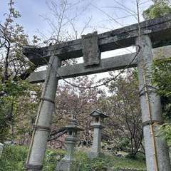 少し上にある敷島稲荷神社にも八重桜が咲いています(投稿日:2024年4月17日) 写真