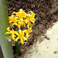 天下神社(投稿日:2025年7月29日) 写真
