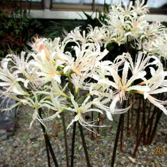 亀井神社(投稿日:2025年7月29日) 写真