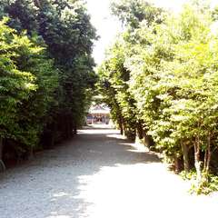 参道(真ん中に小さく拝殿が見えます)(投稿日:2015年9月12日) 写真